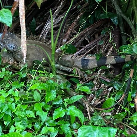 Natural Experience House Tortuguero Εξωτερικό φωτογραφία