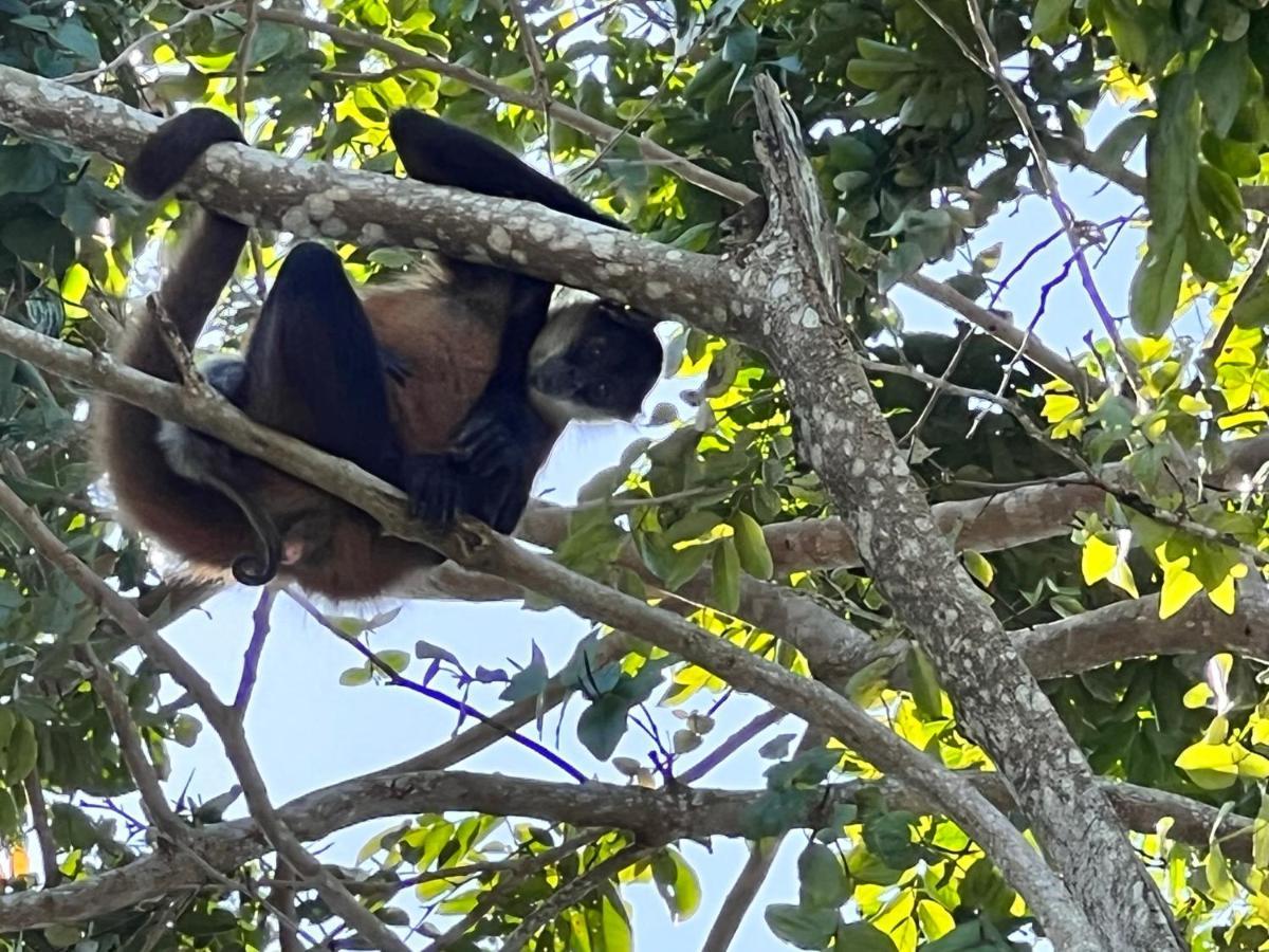 Natural Experience House Tortuguero Εξωτερικό φωτογραφία
