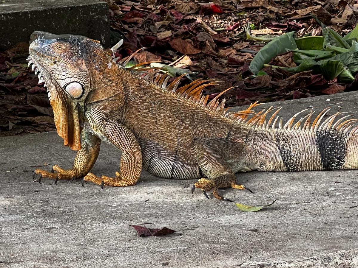 Natural Experience House Tortuguero Εξωτερικό φωτογραφία