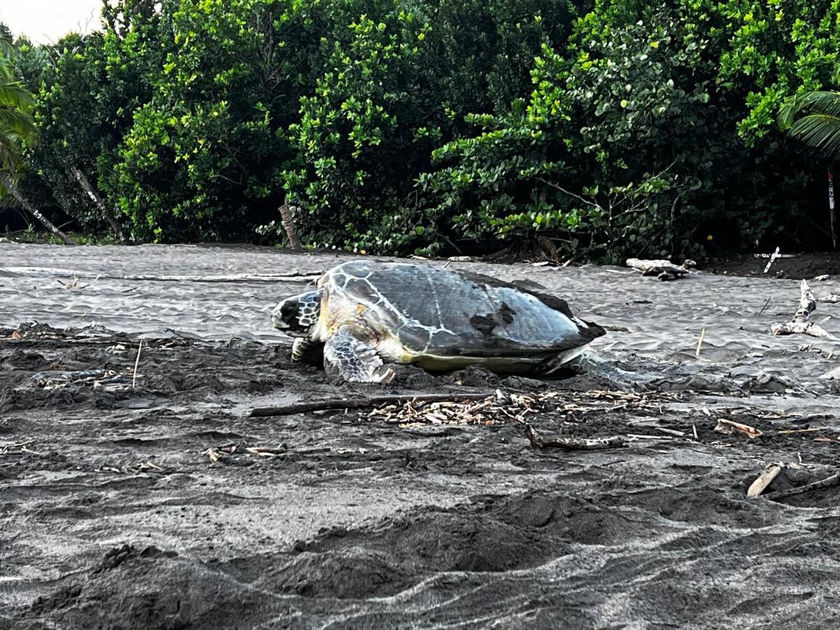 Natural Experience House Tortuguero Εξωτερικό φωτογραφία