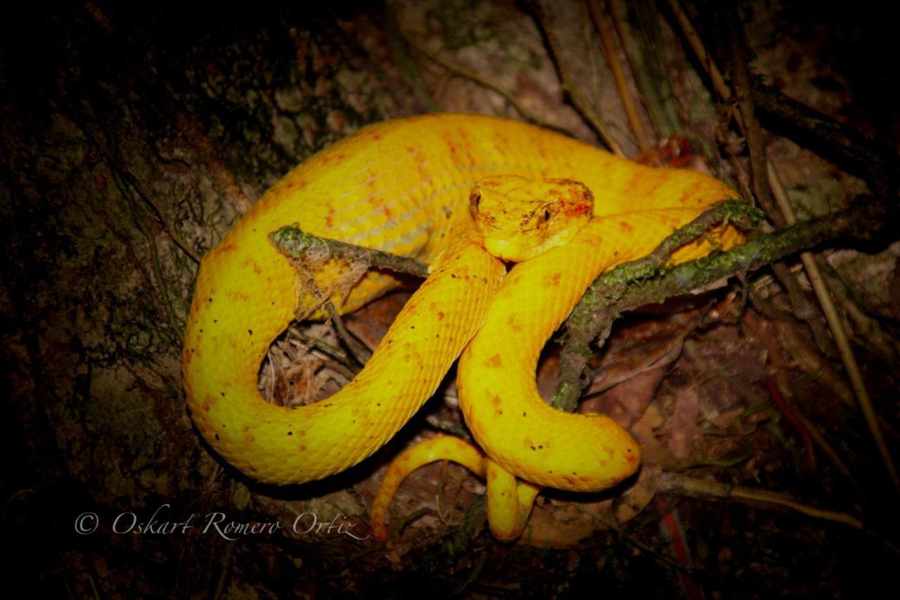 Natural Experience House Tortuguero Εξωτερικό φωτογραφία