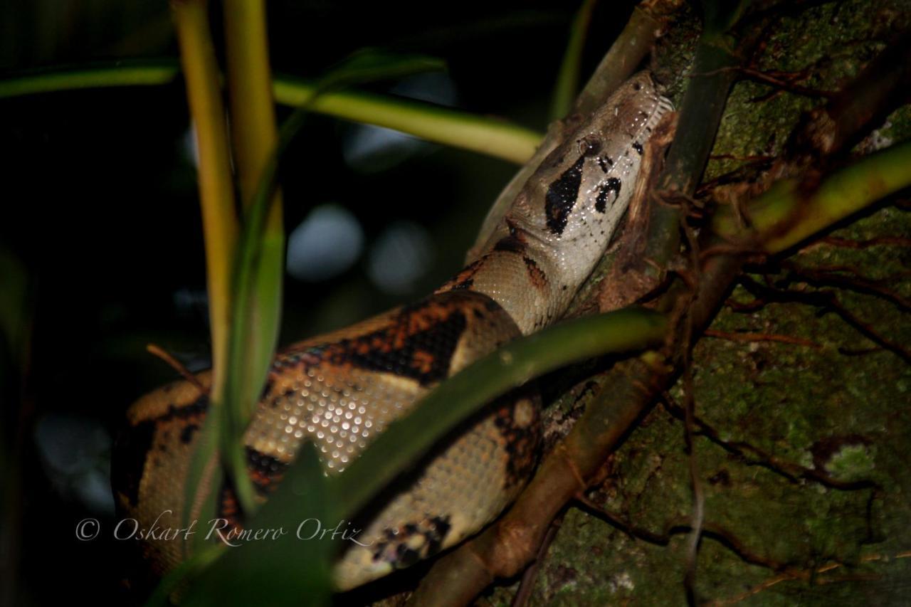 Natural Experience House Tortuguero Εξωτερικό φωτογραφία